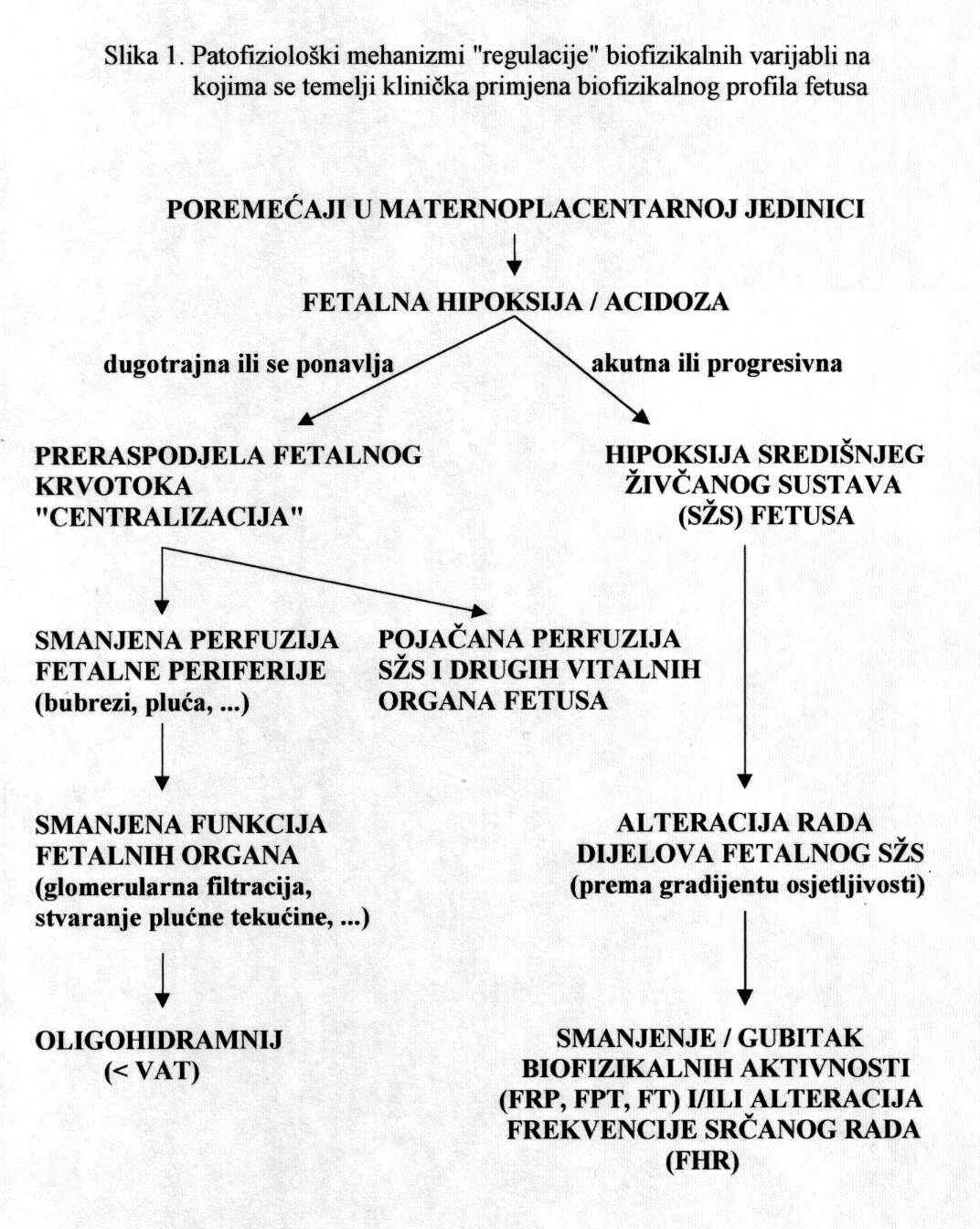 Patofiziološki Mehanizmi Bfp A